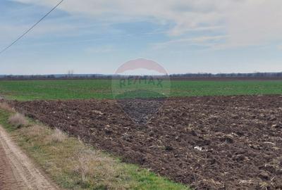Teren agricol extravilan de 5000 mp, în Moara Vlăsiei - 2