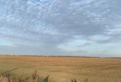 Pantelimon Centura  Vanzare  suprafata compacta  teren extravilan  71 889mp - 3