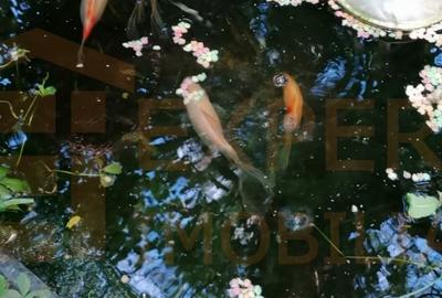 Casa spatioasa 4 camere, teren generos, Oituz – Lumina - 17