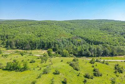 Padure de vanzare oportunitate de investi?ie - 8