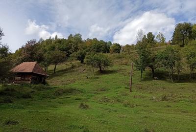 Teren de 3000 mp, în Ponor - 1