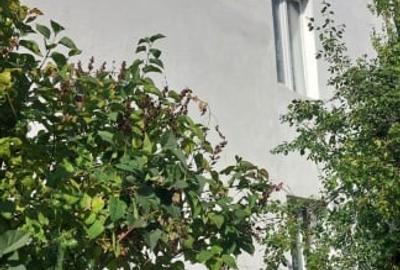 Casa unifamiliala de vanzare zona linistita Sighet - 1