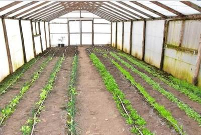 Vanzare ferma agricola Negru Voda - Constanta cu 240 hectare teren si utilaje - 22