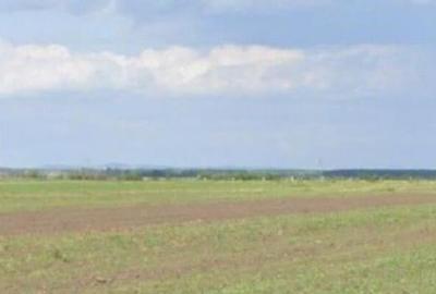 Teren de 5000 mp, în Cocorăștii Colț - 8