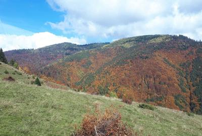 Spațiu comercial, în Lupșa - 4