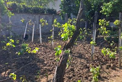 Casă cu 3 camere cu Teren 500 Mp în Rogerius - 8