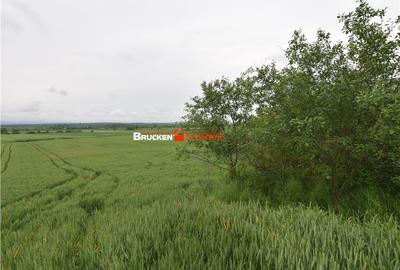 Casă cu 2 camere cu Teren 3132 Mp în Almașu Mic (Balc) - 14