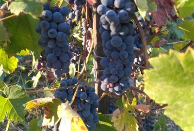 Vand casa batraneasca cu anexe si teren generos - 5