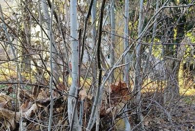 Teren de 800 mp, în Ultracentral - 2