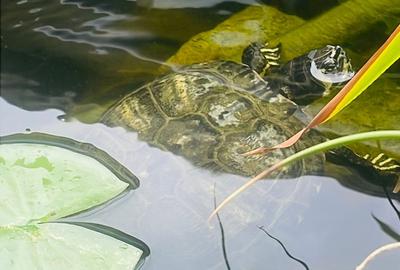 Casa moderna in Balotesti, 4 cam, 3 bai, curte superba 730 mp, 0% comision - 23