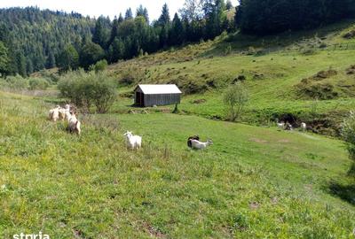 Teren de 56000 mp, în Arieșeni - 2