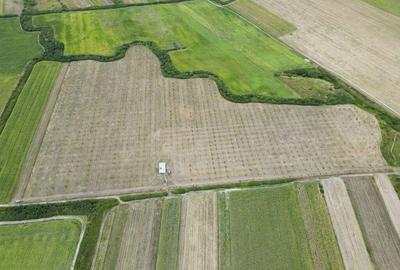 Livada BIO de nuci de vanzare langa Cermei - 5