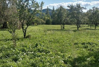 Teren de 3430 mp, în Malu cu Flori - 2