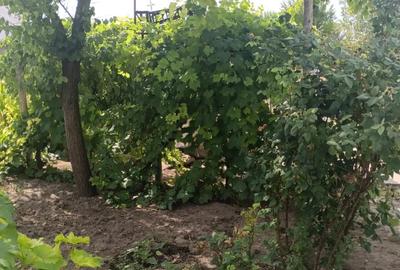 Vand casa batraneasca - 8