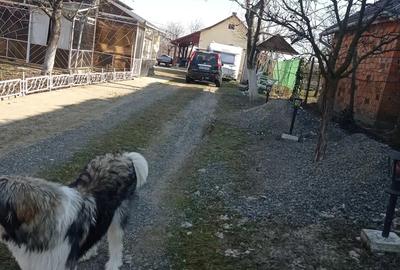 Casă cu 4 camere în Viile Satu Mare - 2