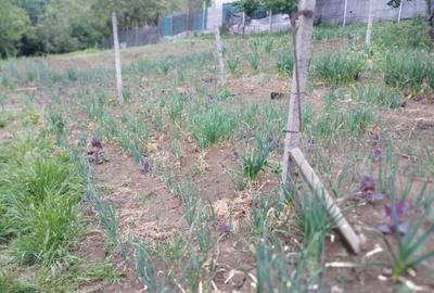 Bucium!Teren intravilan cu casa,1500mp! - 2