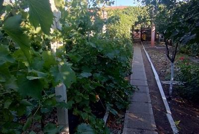 Casă, gradină, teren mare - Palazu Mare - 7