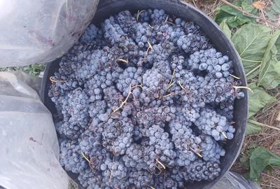 Se vinde casa batraneasca cu suflet,teren mare. - 1