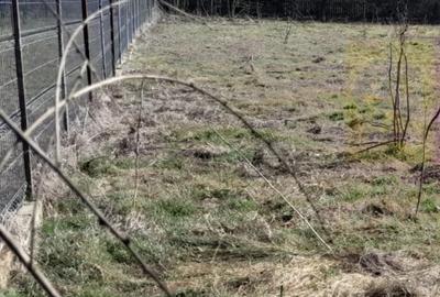Teren de 2000 mp, în Chiroiu-Pământeni - 1