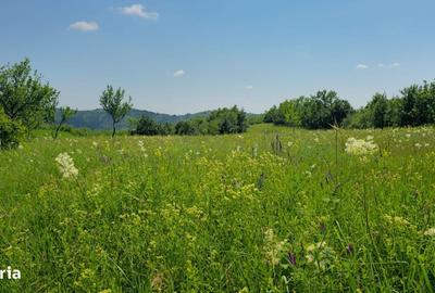 Teren de 6352 mp, în Păcureți - 7