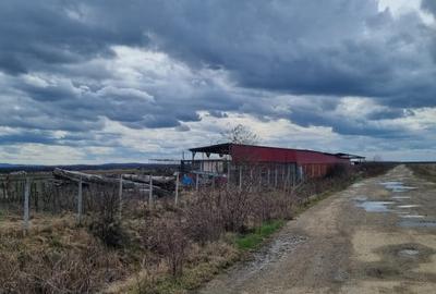 Teren in Amati ideal pentru investitie - 2