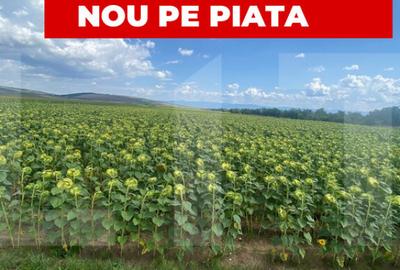 De vanzare teren arabil 4,58 ha, Moac?a, Covasna - 4