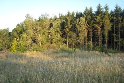 INVESTITIE! Teren intravilan 5700mp - Chinteni, jud Cluj! - 3