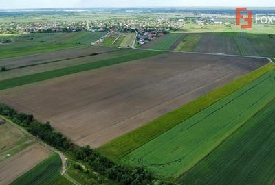 Teren Construcții intravilan de 40600 mp, în Bucovăț (Remetea Mare) - 8