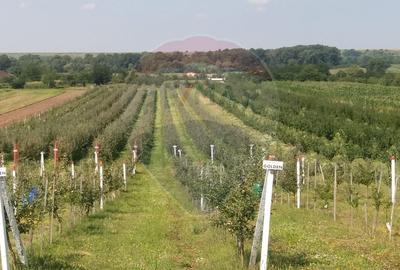 Vanzare teren Livada - Ferma Arges - Izbasesti / DN 142 langa Pitesti - 1