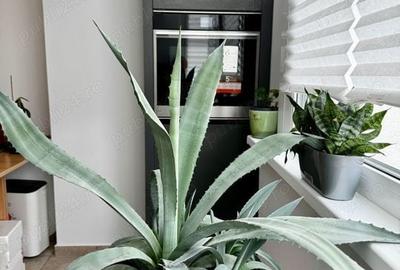 Garsonieră premium 40 mp, zona Arcul de Triumf, vedere spre gradina - 5