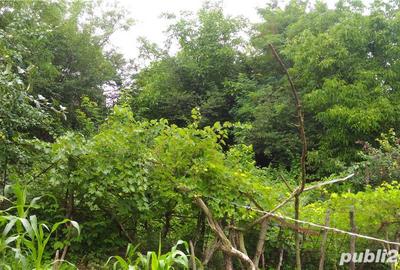 Casă cu 4 camere cu Teren 1339 Mp în Bârlad - 9