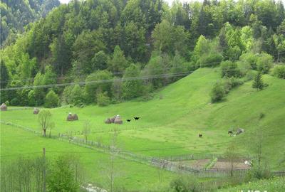 Teren de 2800 mp, în Dâmbovicioara - 2