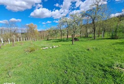 Teren de 3600 mp, în Berghin - 2