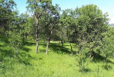 Vand case ?i terenuri la tara - 5