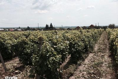 Teren de 53000 mp, în Călinești - 7