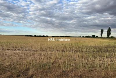 Teren intravilan Branesti - 1