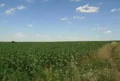 Teren extravilan Caldararu, ID: R2616308 - 1