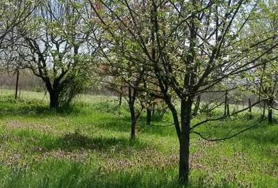 Teren de 6022 mp, în Ogrezeni - 3