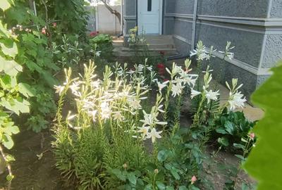 Casă cu 4 camere în Obârșia - 4