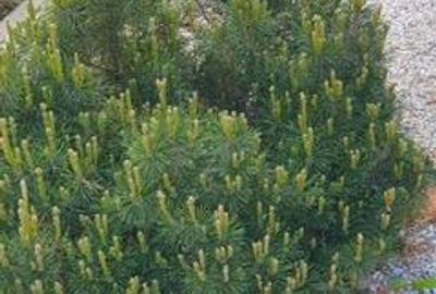 Casă individuală cu 7 camere cu Canalizare în Iancu Nicolae - 32