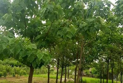 Casă cu 4 camere în Calafat - 4