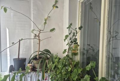 Apartament de 2 camere zona Astra - 2