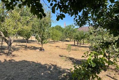 Teren Construcții intravilan de 3000 mp, în Lumina - 7