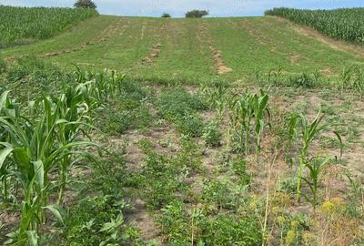 Casă cu 2 camere în Boian - 6