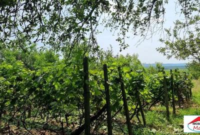 Casă individuală cu 2 camere cu Teren 8052 Mp în Viile Satu Mare - 4