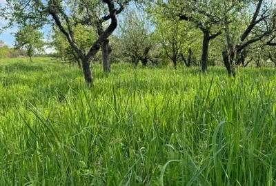 Teren în Viile Satu Mare - 3