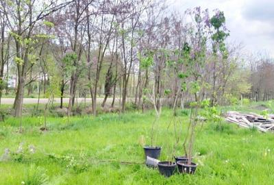 Teren de 800 mp, în Joița - 18