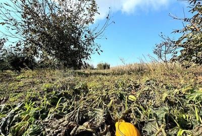 Livada+gradina, teren intravilan 2902mp, Damienesti-Bacau... - 13