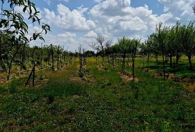 Teren intravilan de 1795 mp, în Periferie - 2