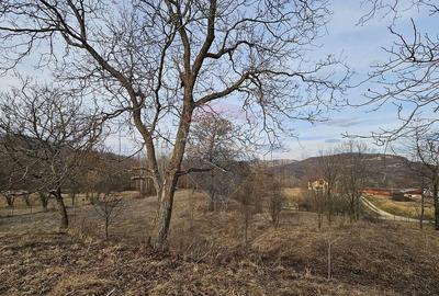 Teren Plaiu_Provita de Sus- intravilan 5373 mp_deschidere... - 4